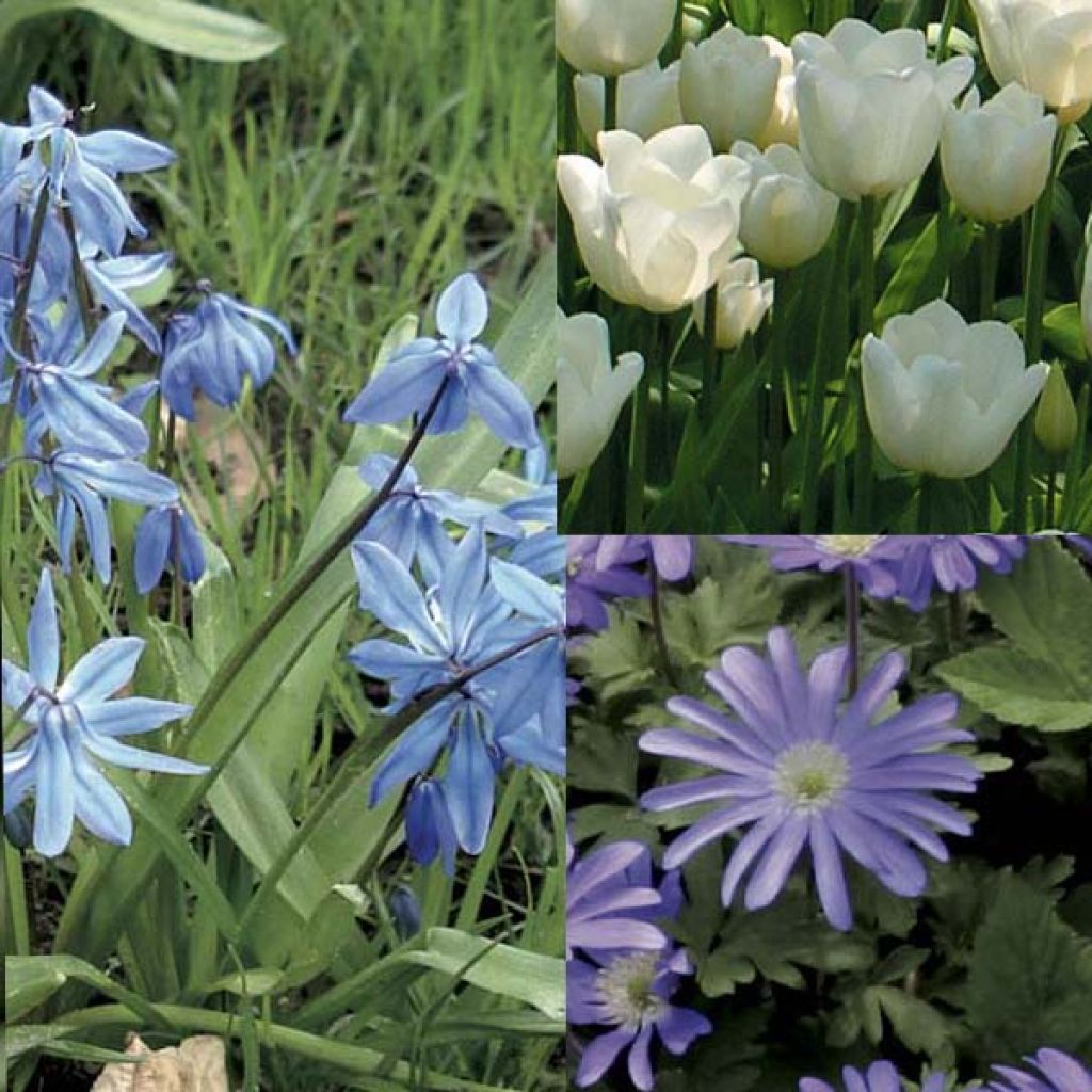  Potée Bleue