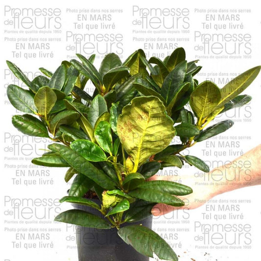  Rhododendron Melrose Flash - Grand Rhododendron En Pot De 4L./5L.