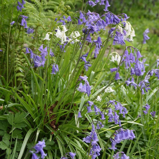  Collection Jacinthe Des Bois Blanc/Bleu