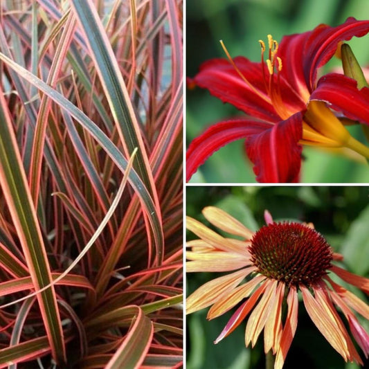  Collection Vivaces Orange Et Pourpre