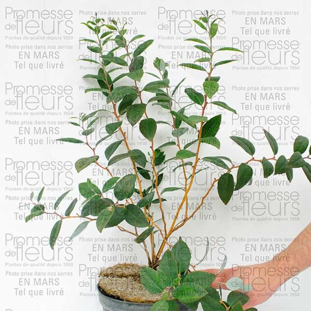 Viorne - Viburnum Plicatum Mary Milton